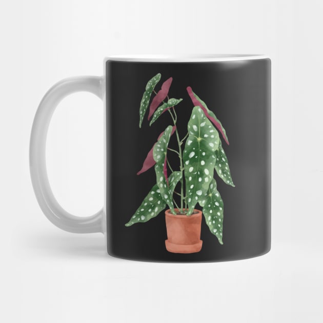 Begonia maculata plant | Polka dot plant by gronly